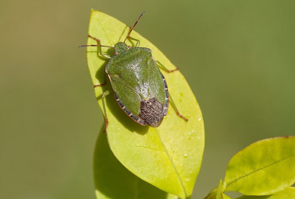 Unbeliebte Herbstgäste: Diese Hausmittel helfen gegen Stinkwanzen