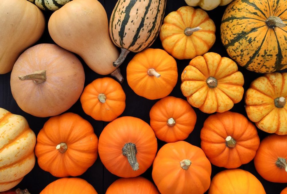 Von Butternut bis Hokkaido: Beliebte Kürbissorten im Überblick
