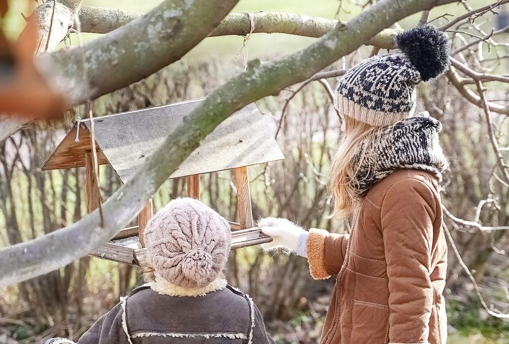 Vögel im Winter: So können nicht nur Gartenbesitzer helfen