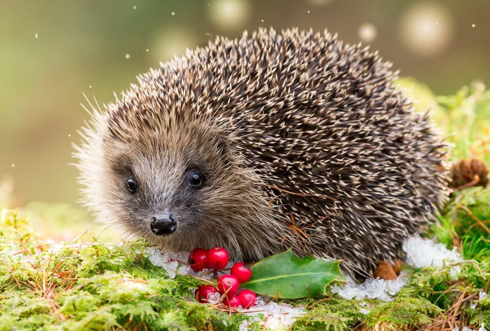 Hilfe für Igel: So wird der Garten zum gemütlichen Winter-Unterschlupf