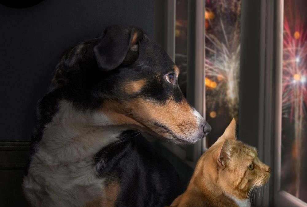 Lärm an Silvester: Ängstliche Haustiere vor Stress schützen