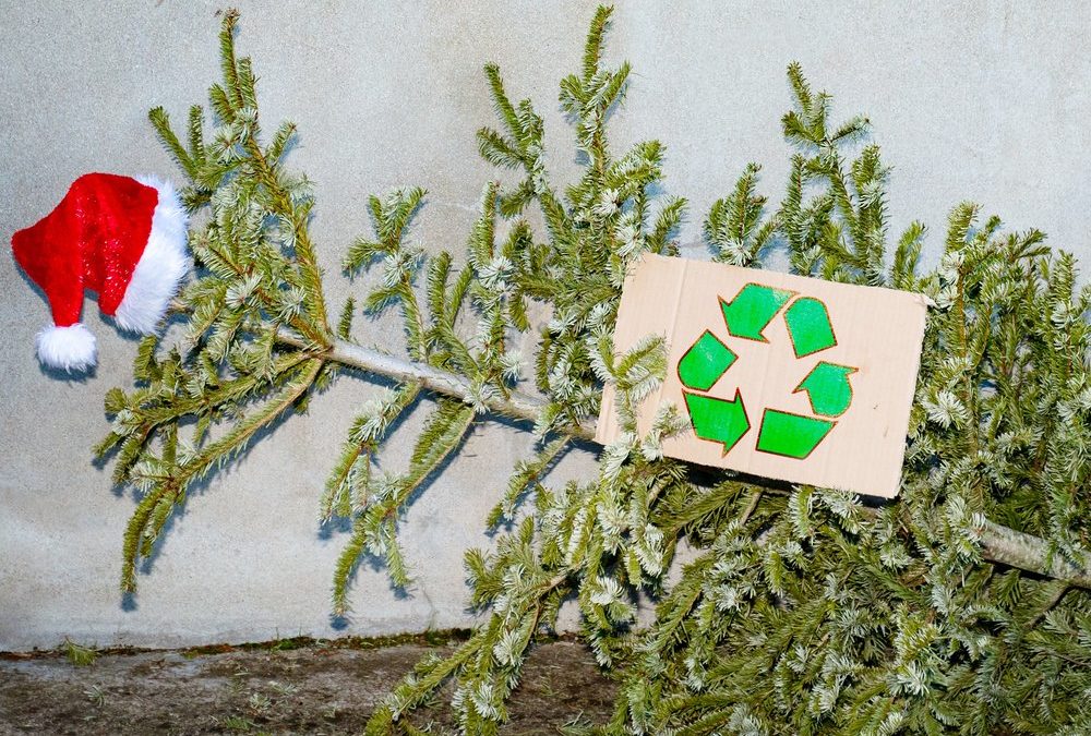 Noch nicht entsorgen! Den Weihnachtsbaum nach dem Fest nutzen