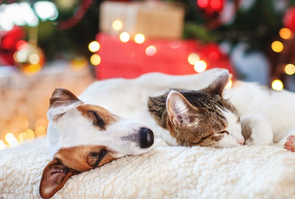 Gefahren zu Weihnachten: So bleiben Hund, Katze und Co. in Sicherheit
