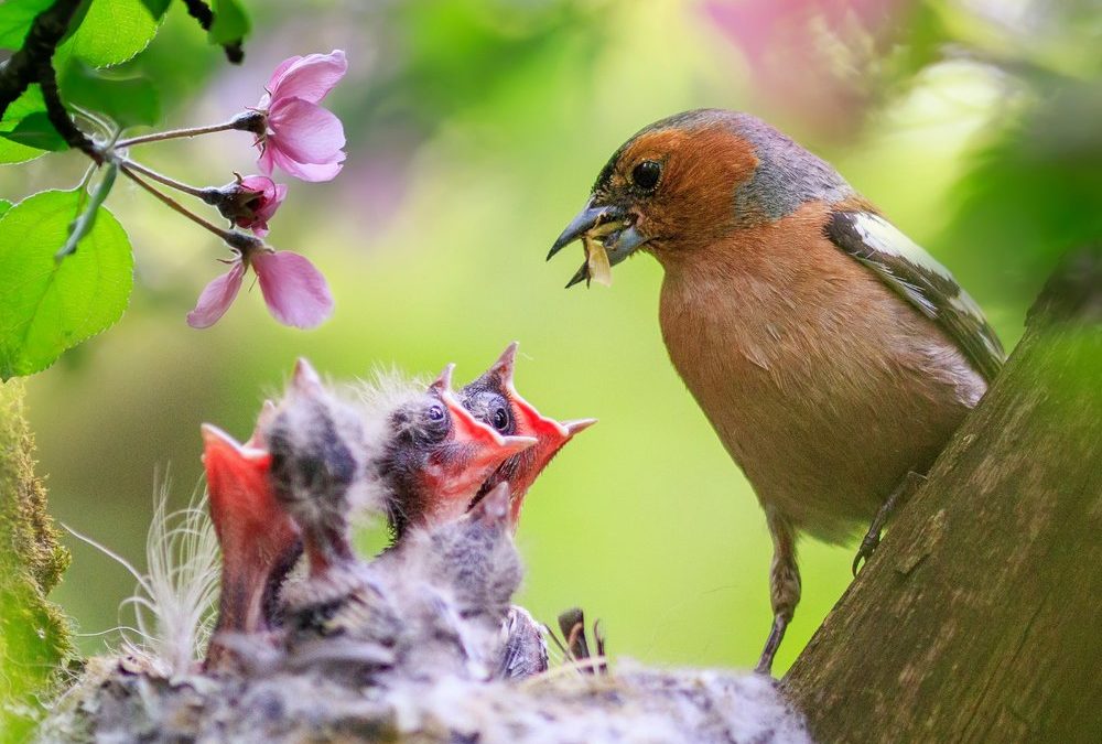 Vogelschutzzeit hat begonnen: Was darf man jetzt im Garten machen?