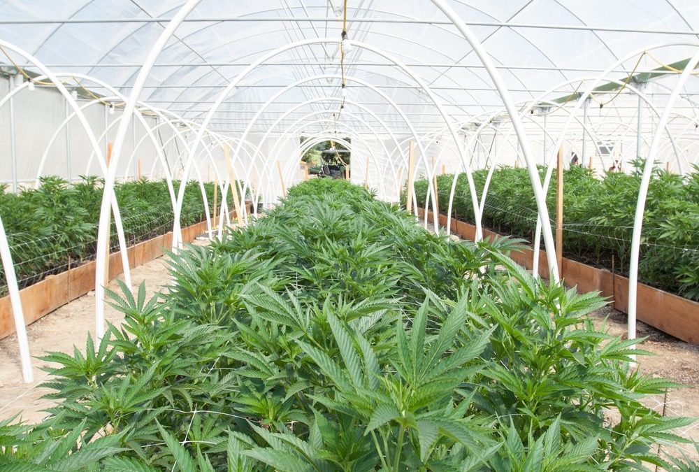 Cannabis-Legalisierung: Das muss man über das neue Gesetz wissen