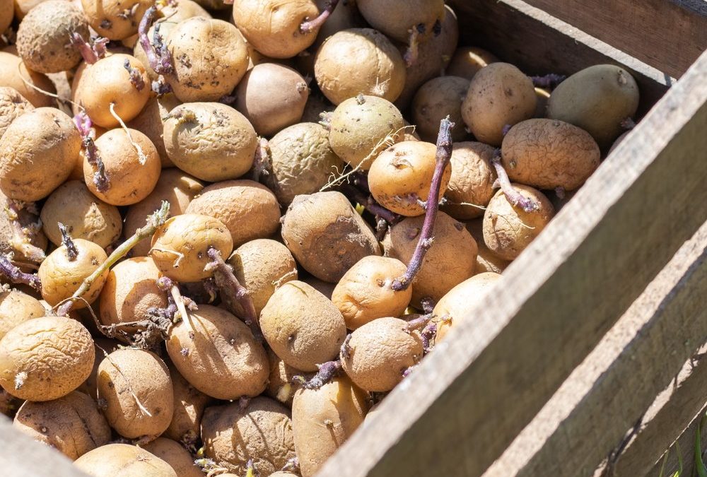 Tomaten, Kartoffeln, Zwiebeln: Kann man keimendes Gemüse noch essen?