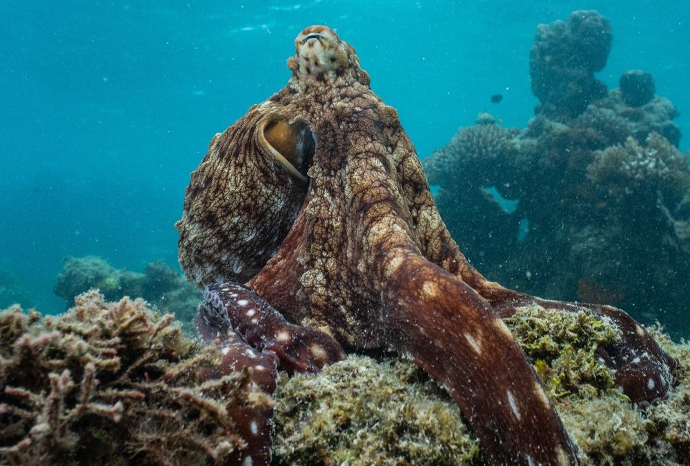 Earth Day: Disney und James Cameron laden ins Reich der Oktopusse ein