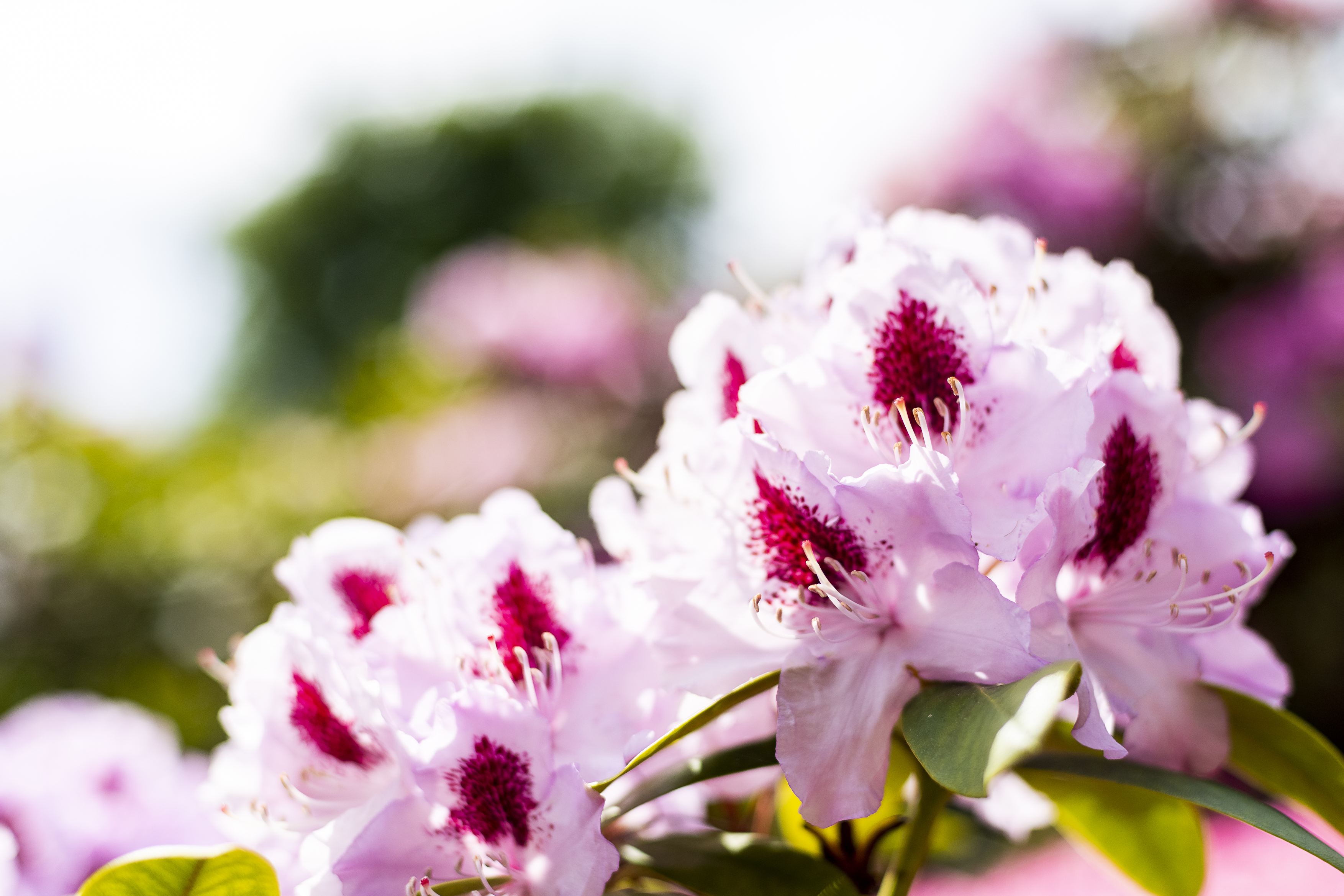 Rhododendronblüten, Musik und traditionelles Handwerk