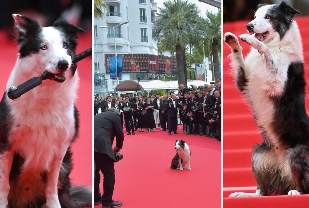 Border Collie Messi in Cannes: Sandra Hüllers Filmhund als Highlight