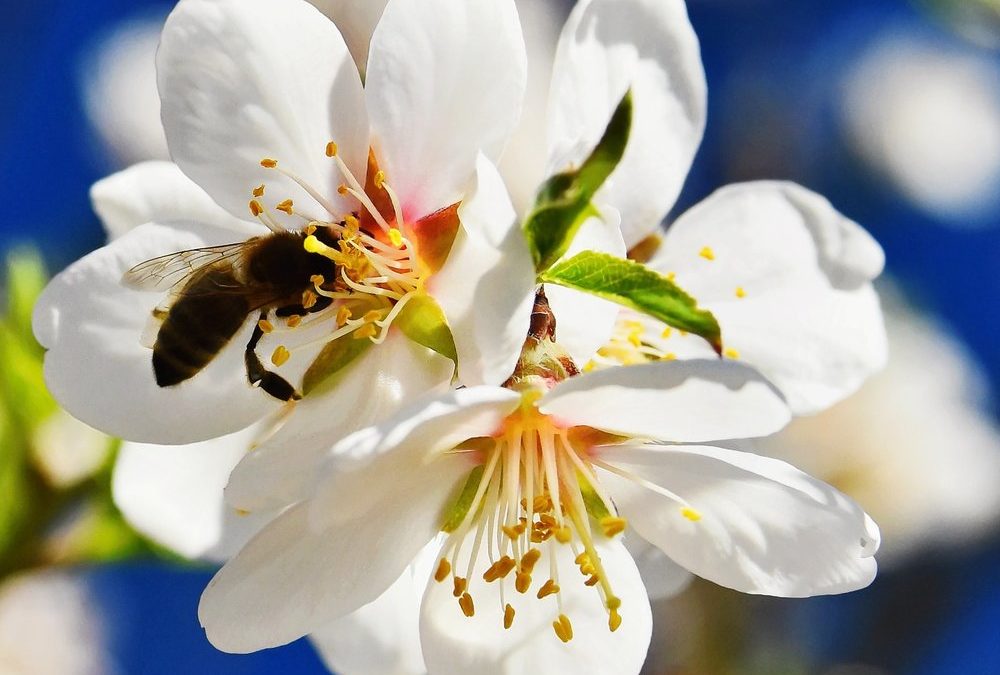 Weltbienentag: So werden Garten und Balkon bienenfreundlich