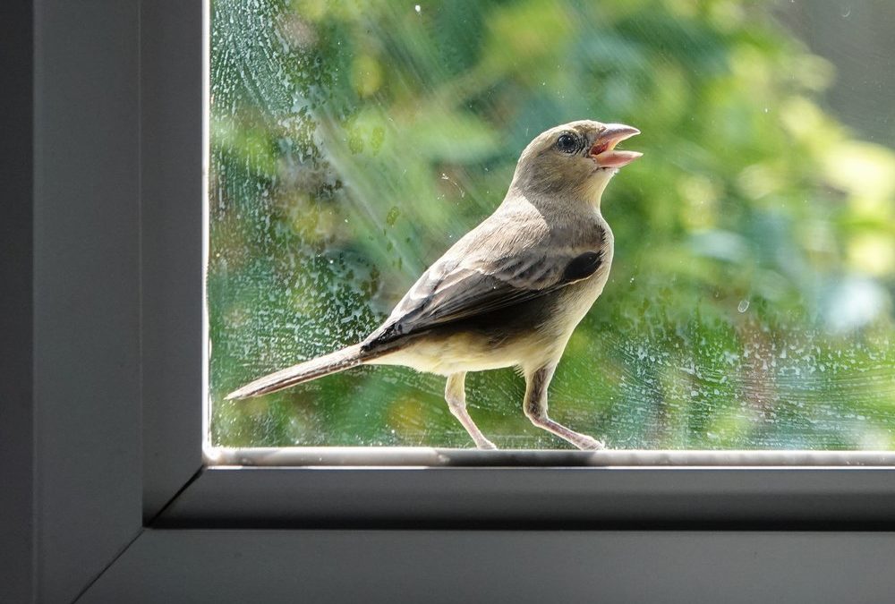 Vogelschutz: So werden Fensterscheiben sicherer für die Tiere