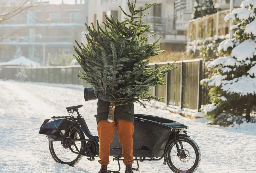 Weihnachtsbaum, aber umweltfreundlich: Diese Alternativen gibt es