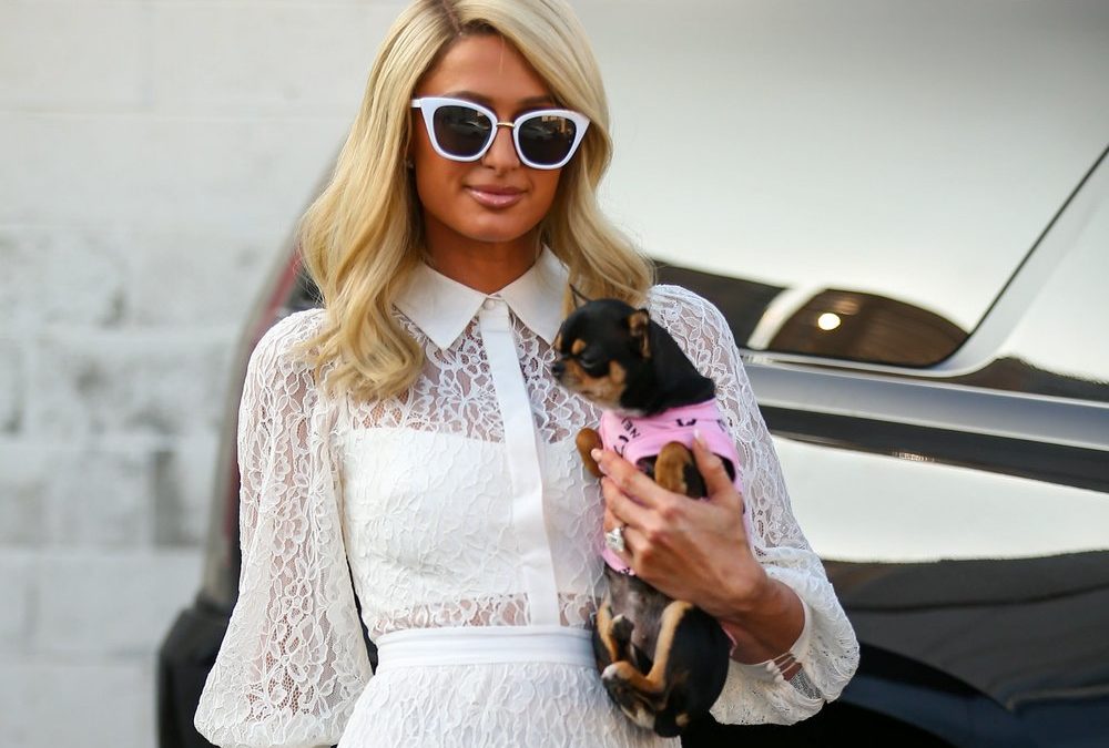 Paris Hilton nimmt nach Waldbränden einen Pflegehund auf