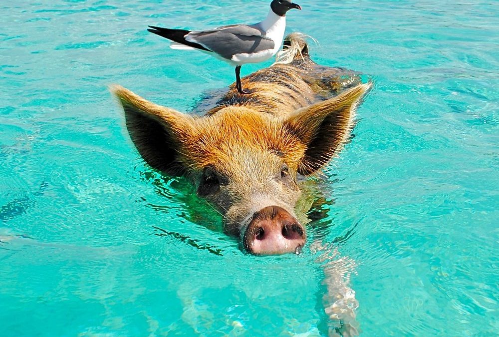 Wilder Urlaub: An diesen Reisezielen spielen Tiere die Hauptrolle