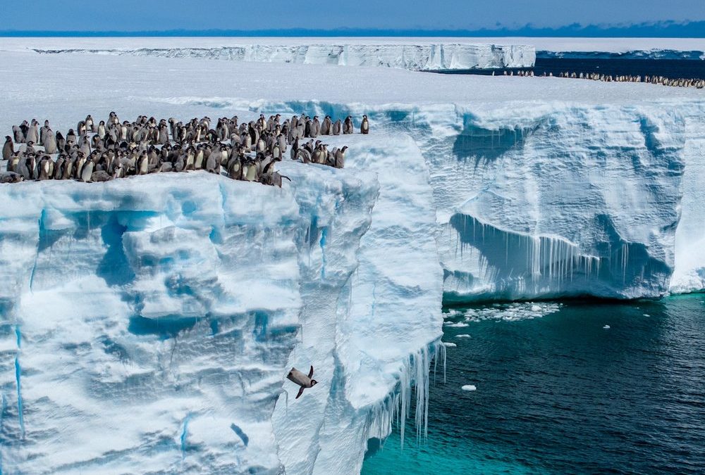 „Earth Day“: Neue Doku zeigt noch nie zuvor gesehene Pinguin-Momente