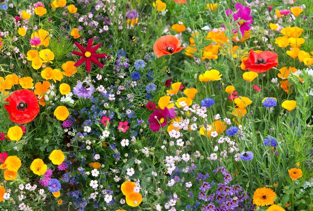 Für mehr Biodiversität: So legt man eine Wildblumenwiese an