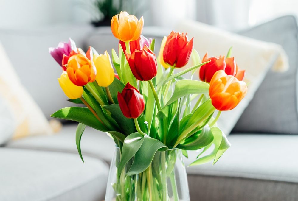 Tulpen-Knigge: So bleiben die Frühlingsblumen länger am Leben