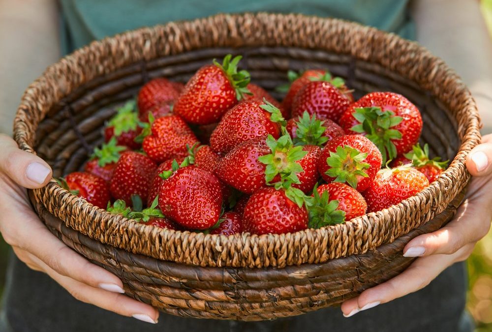 Die Erdbeerzeit beginnt: So bleiben die Früchte lange frisch