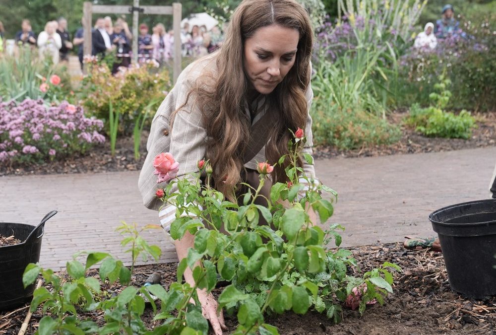 „Catherine’s Rose“: Prinzessin Kate pflanzt Rosen für Krebszentrum