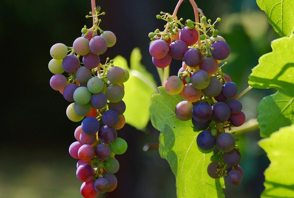 Vom Rheingau bis Bordeaux: Wein- und Genussreisen im Herbst