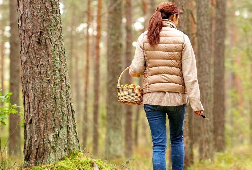Pilzsaison: Welche Arten Anfänger gut erkennen können
