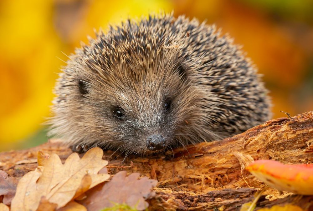 Igelhilfe: Was tun, wenn man kleine Igel im Garten findet?