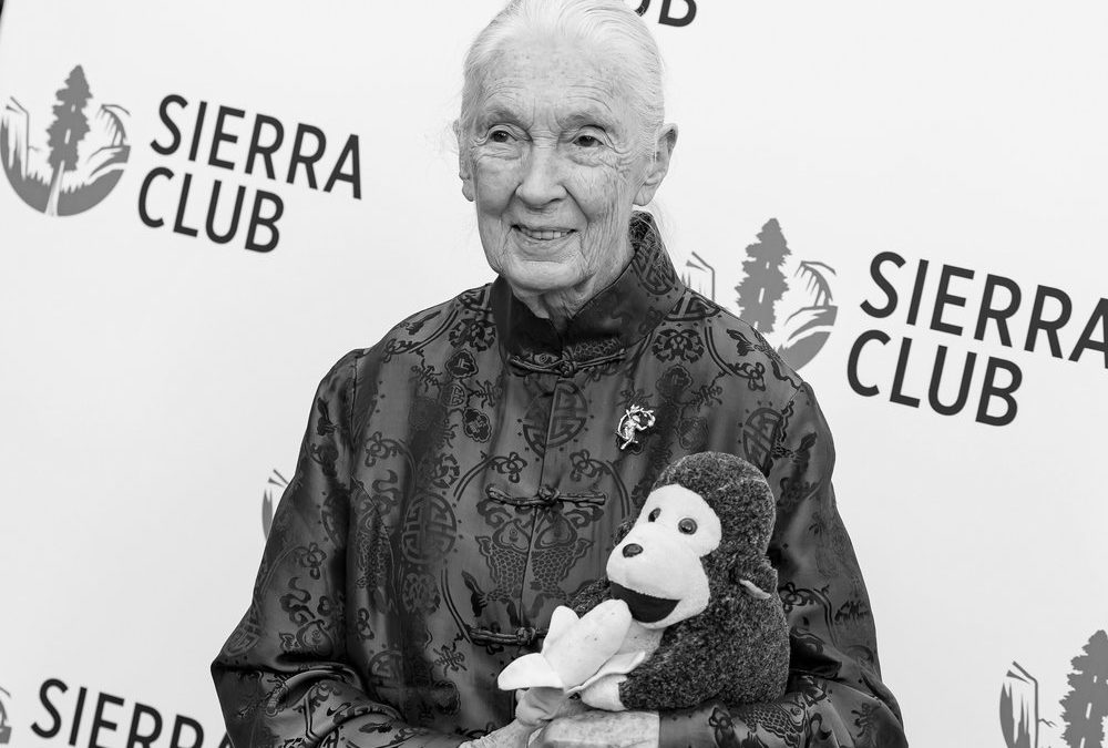 Primatenforscherin Jane Goodall stirbt mit 91 Jahren