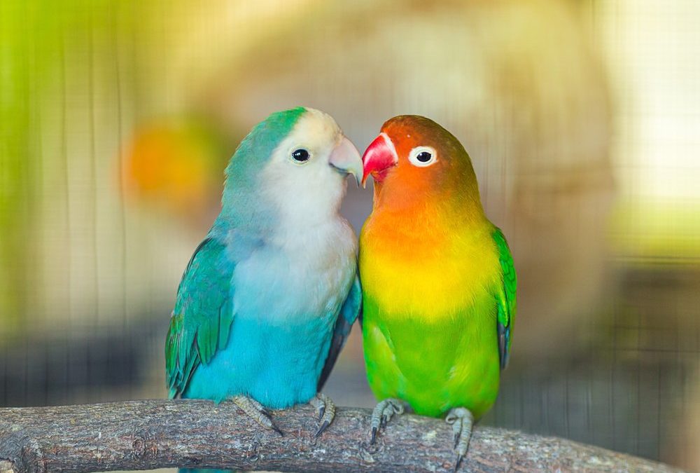 TikTok-Beziehungstest: Was hat es mit der „Bird Theory“ auf sich?