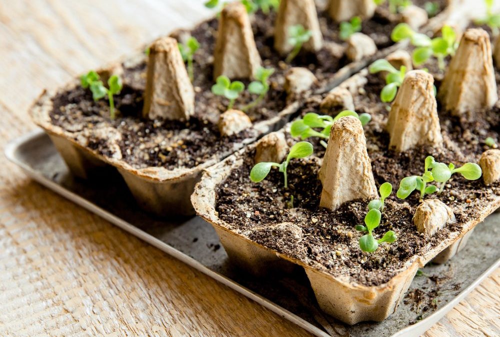 Vorkultur auf der Fensterbank: Was man jetzt säen sollte