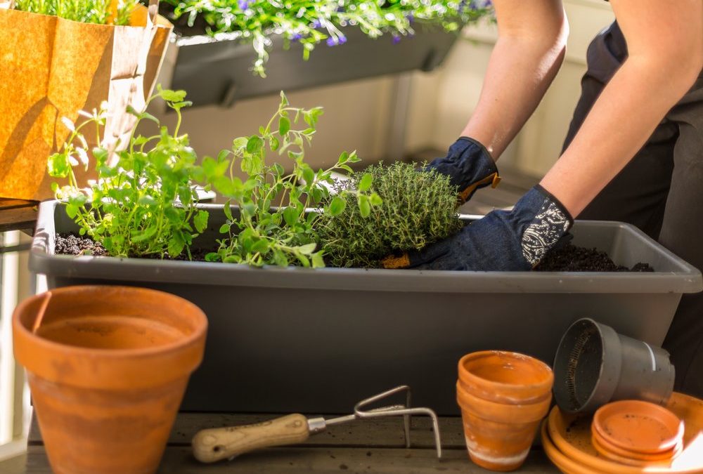Balkonien vorbereiten: Was man jetzt schon pflanzen kann