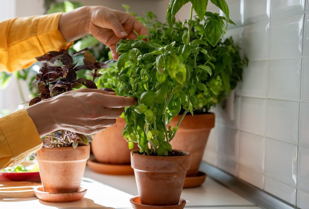 Welke Küchenkräuter retten: So werden sie wieder frisch