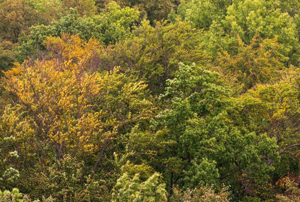 Grünes Thüringen: Drei besondere Parks im Freistaat