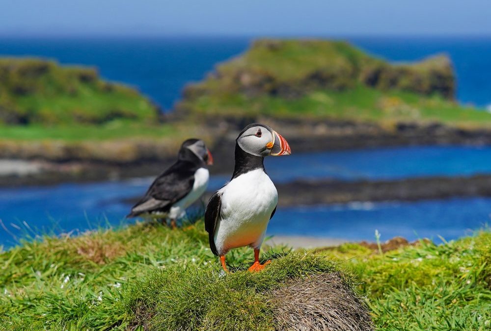 Putzige Papageitaucher: Perfekte Puffin-Watching-Orte in Schottland