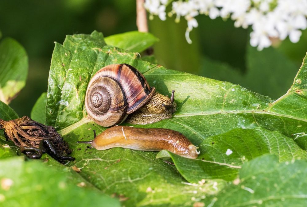 Schutz für Beete: Das sind die besten Anti-Schnecken-Pflanzen