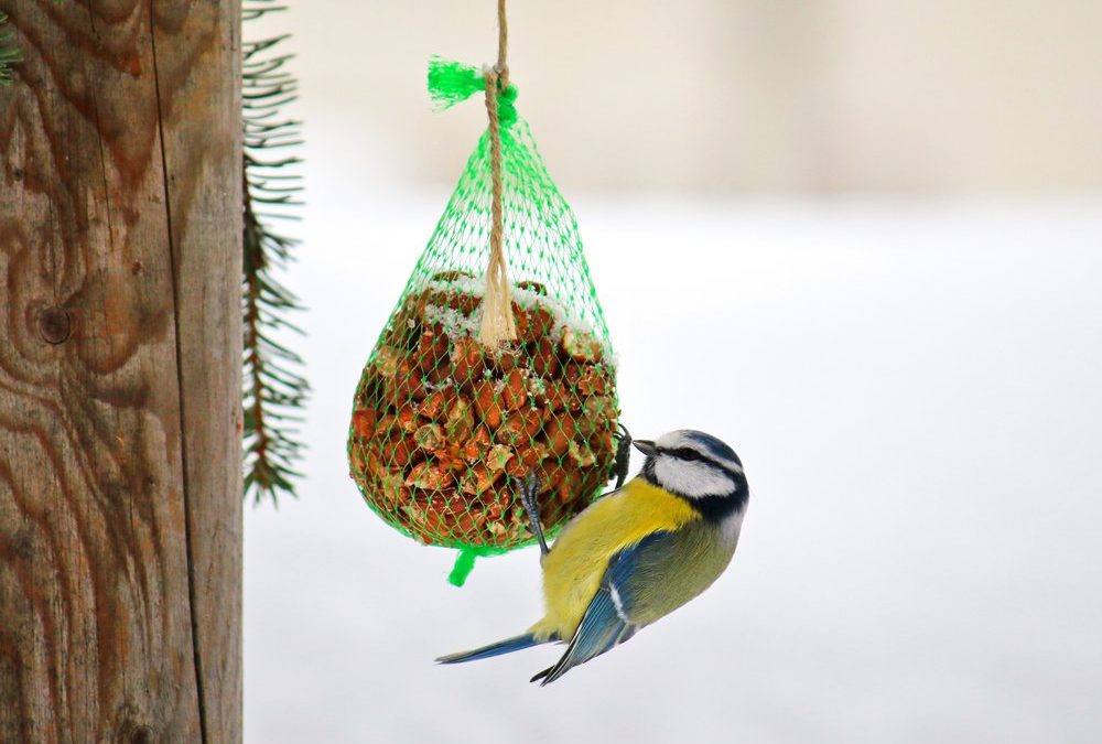Vögel füttern im Winter: Welches Futter geeignet ist