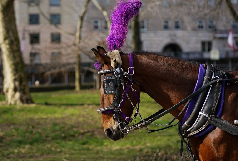 Pferdekutschen im Central Park sollen bis Mitte 2028 verschwinden